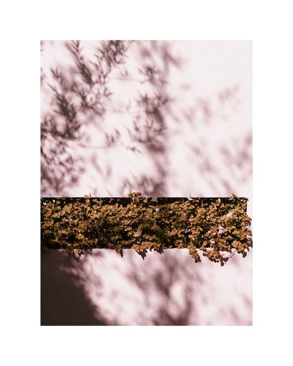 Autumn Shadow