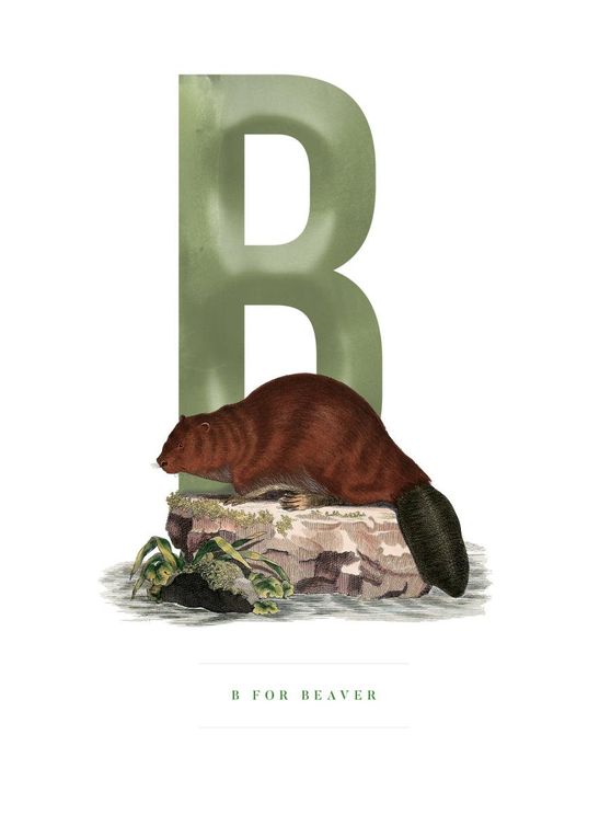B For Beaver