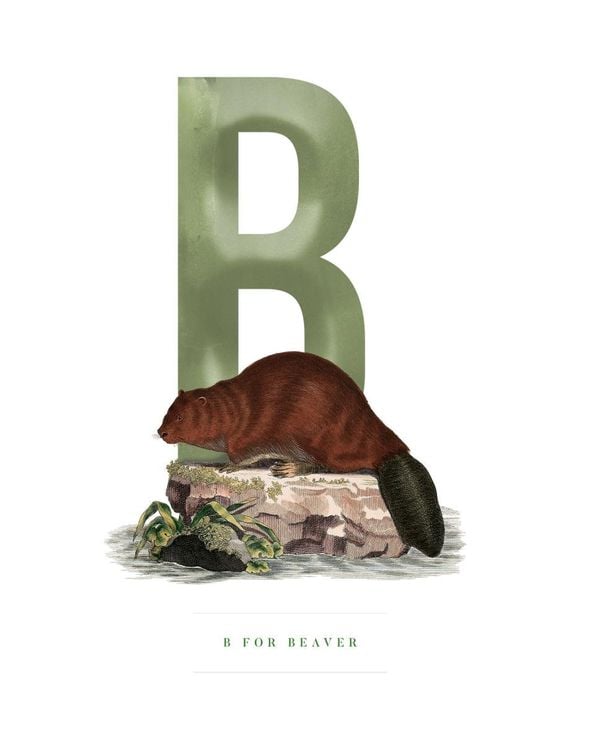 B For Beaver