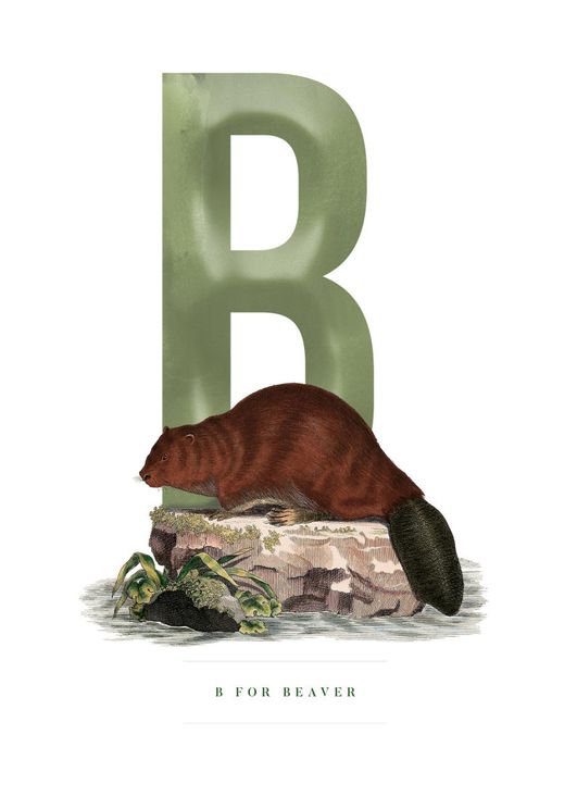 B For Beaver