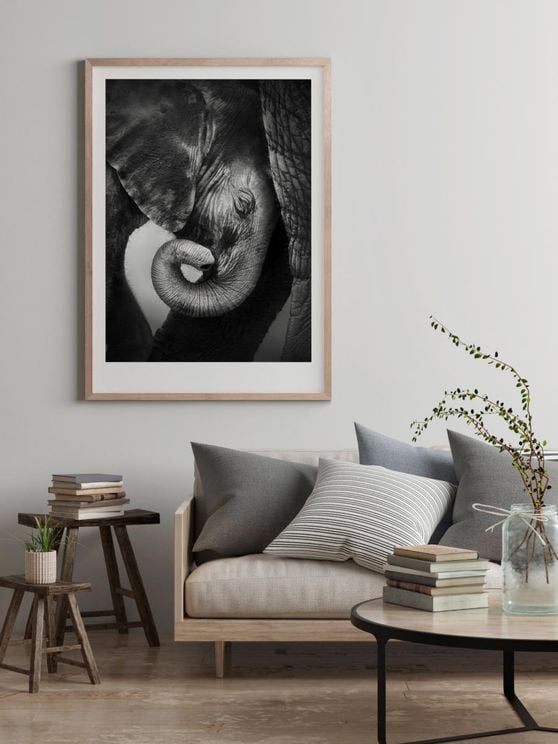 Baby Elephant