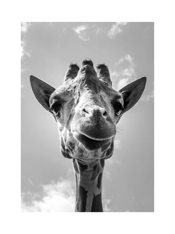 Baby Giraffe