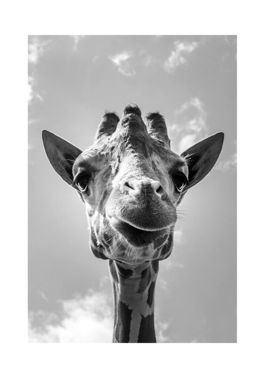 Baby Giraffe