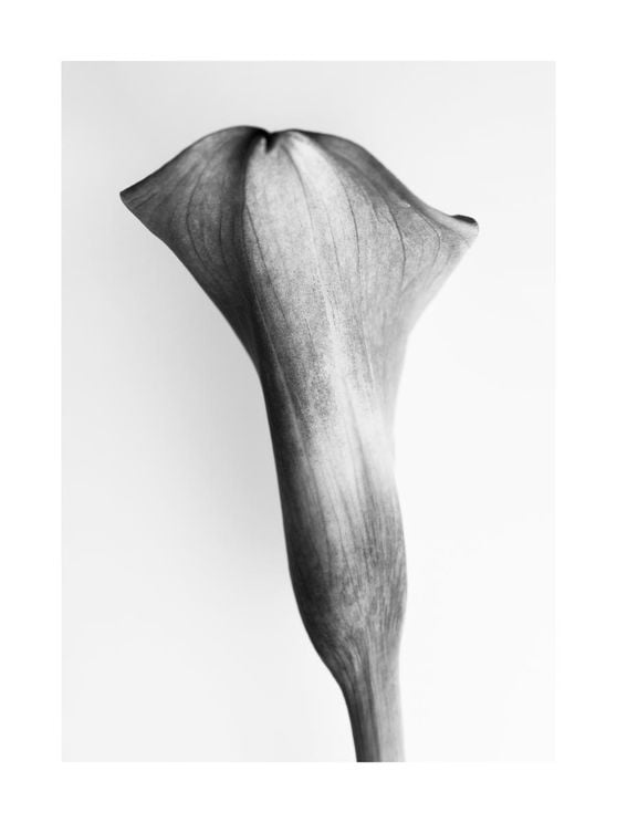Back Side Of A Young Lily
