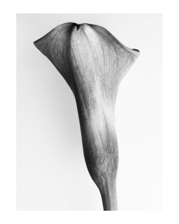 Back Side Of A Young Lily