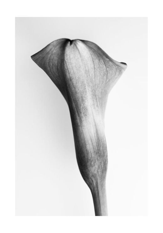 Back Side Of A Young Lily