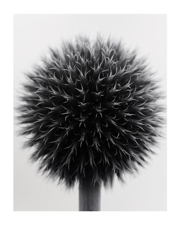Ball Plant Black And White