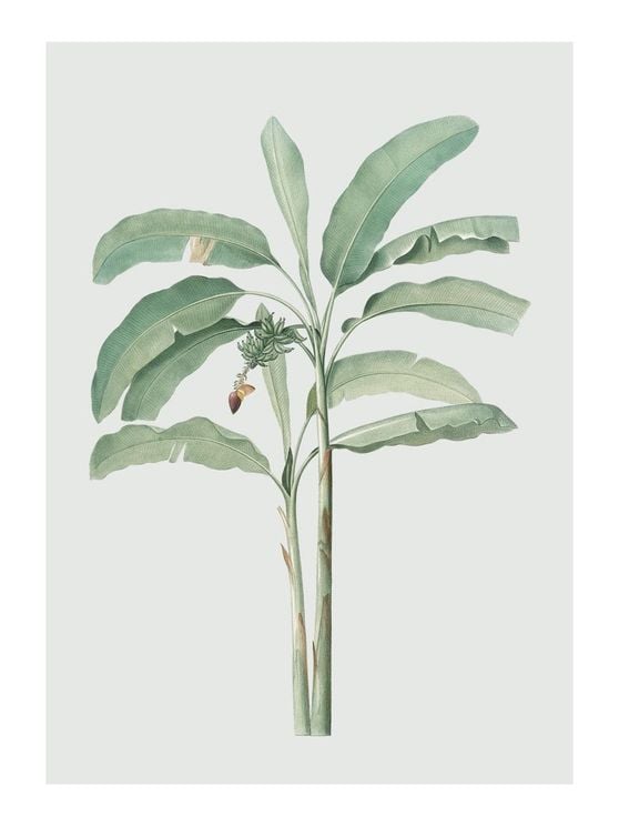 Banana Tree