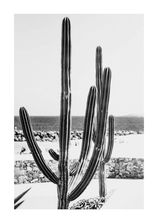 Beach Cactus BW