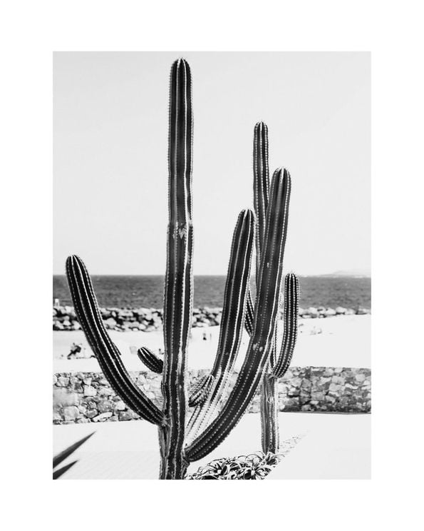 Beach Cactus BW