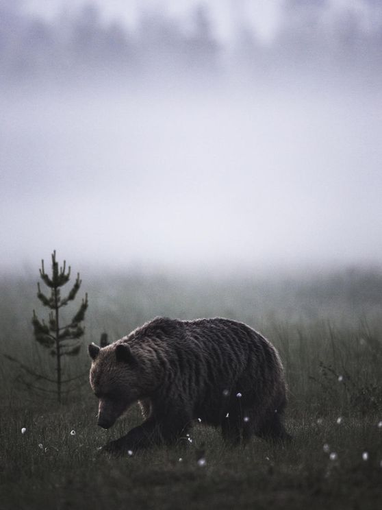 Bear