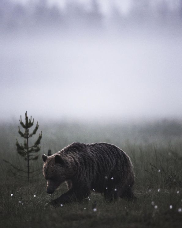 Bear
