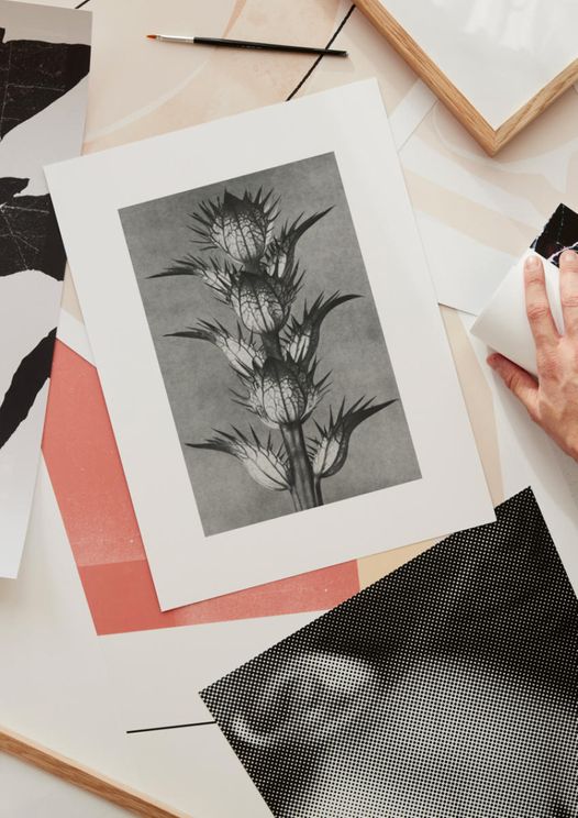 Bear's Breeches By Karl Blossfeldt