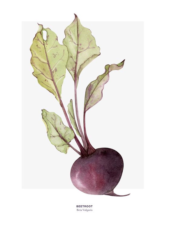 Beetroot