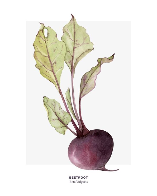 Beetroot