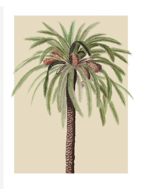 Beige Palm