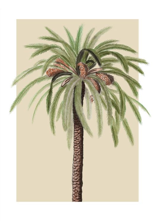 Beige Palm
