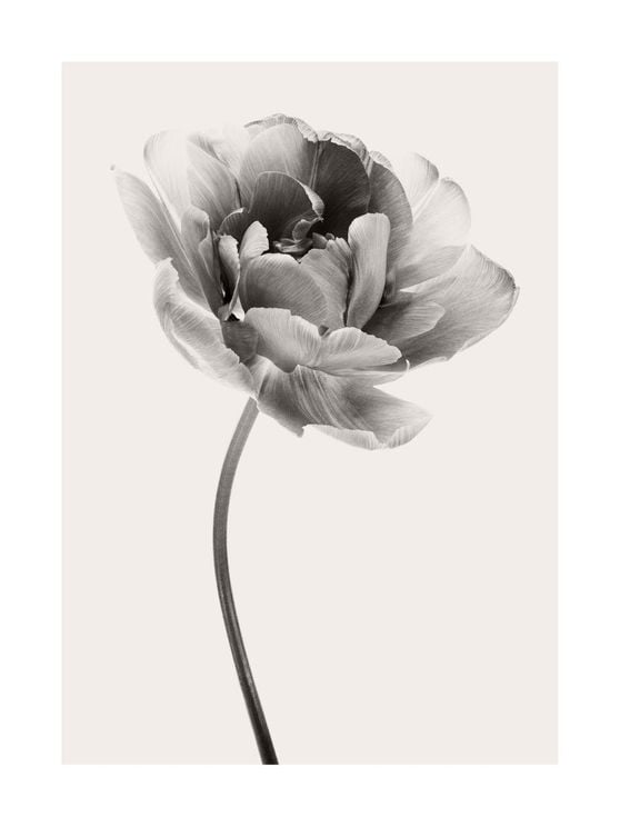 Beige Tulip 1