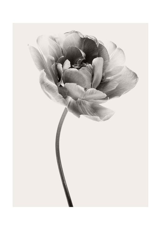 Beige Tulip 1