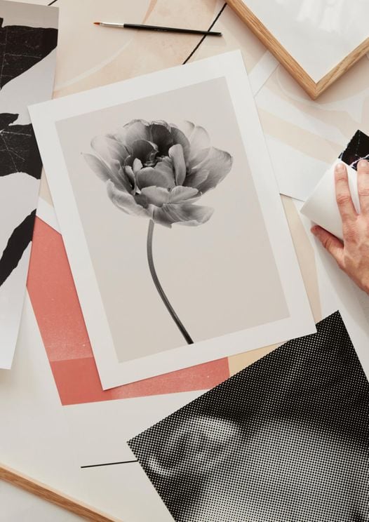 Beige Tulip 1