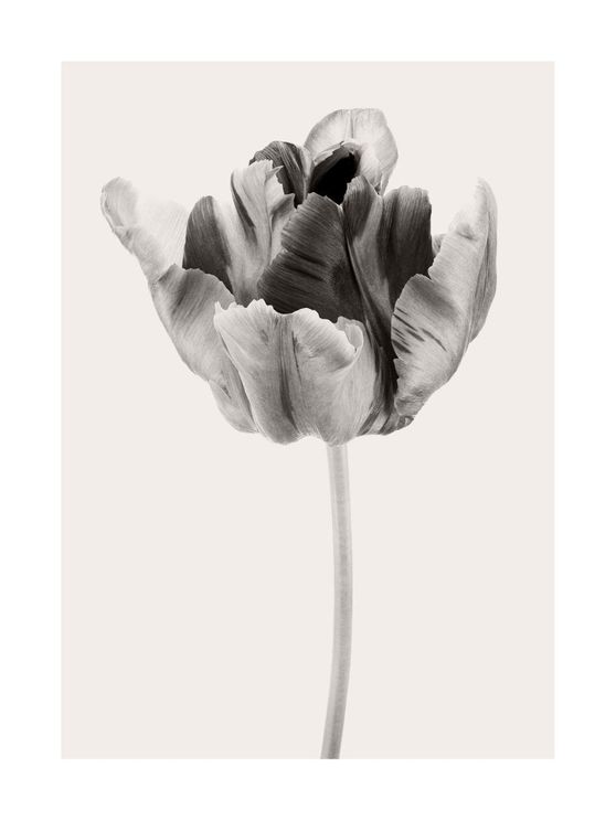 Beige Tulip 2