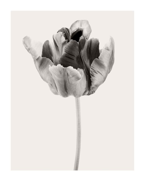 Beige Tulip 2