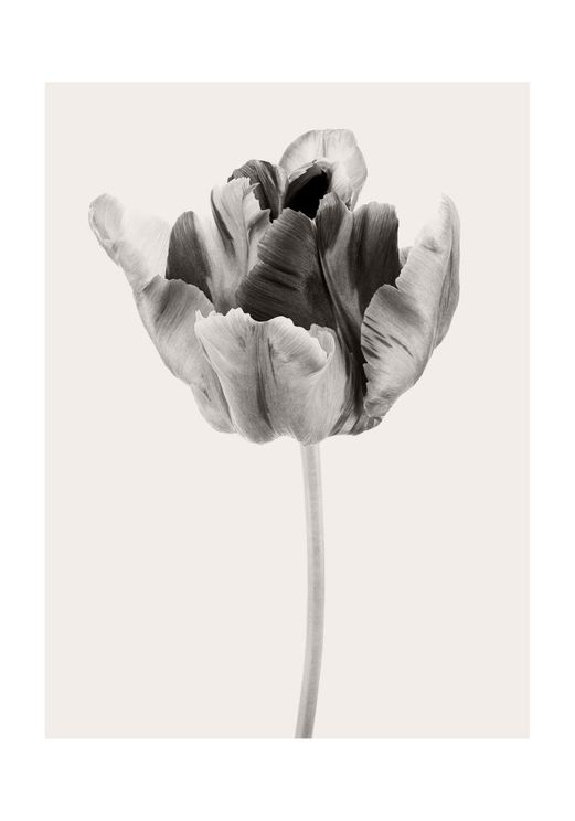 Beige Tulip 2