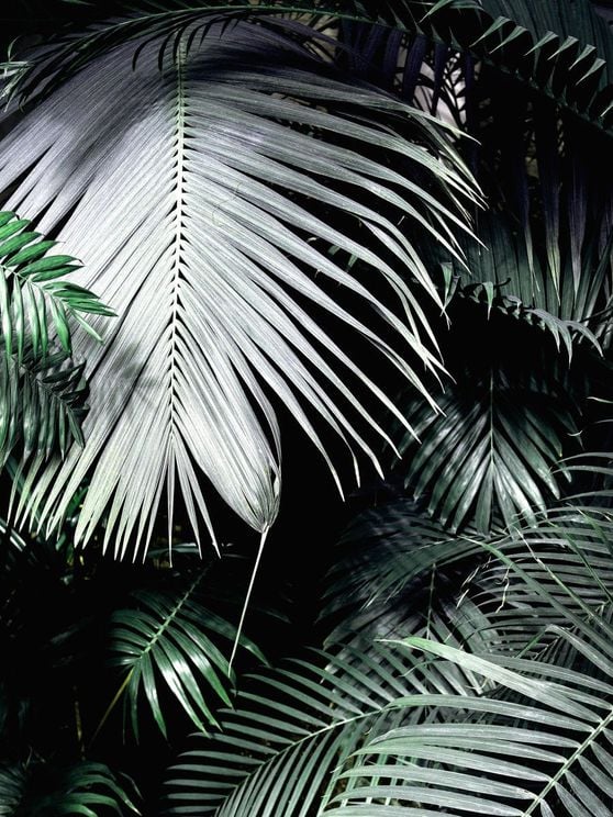 Big Palm Leaves