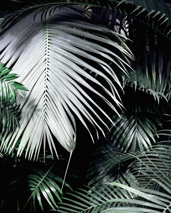 Big Palm Leaves