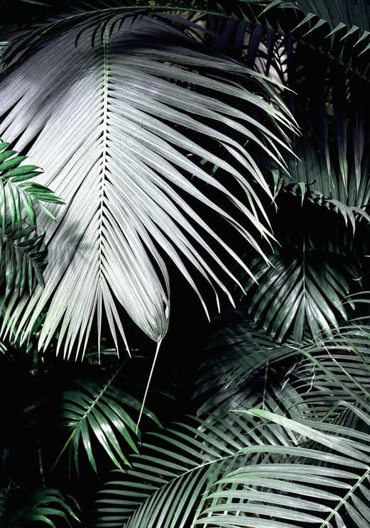Big Palm Leaves