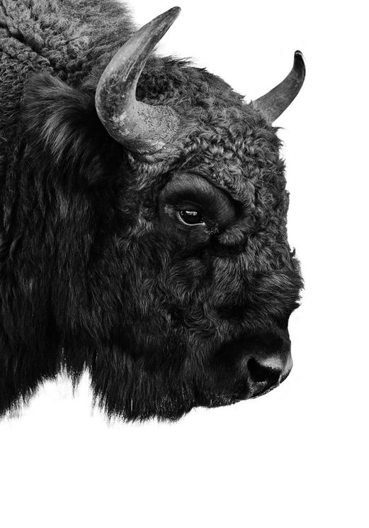 Bison