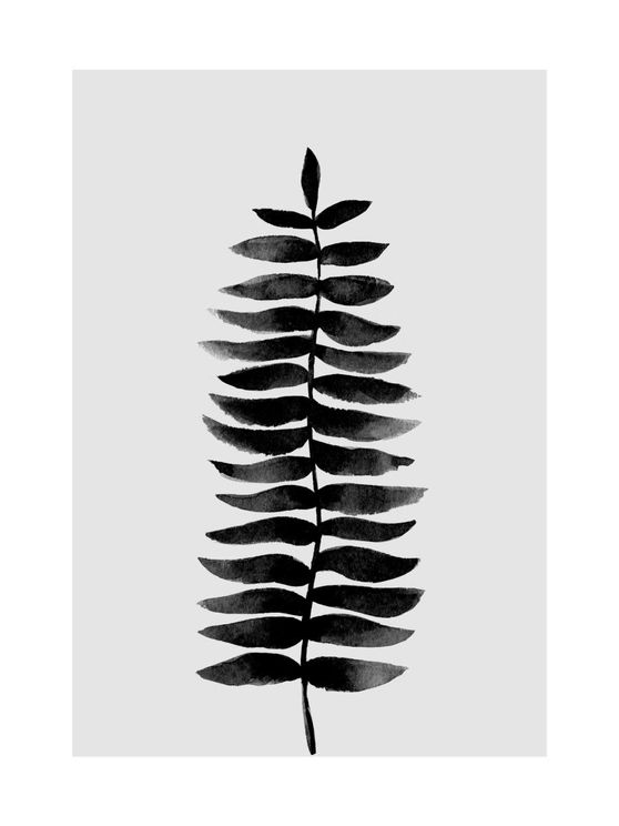 Black And White Fern
