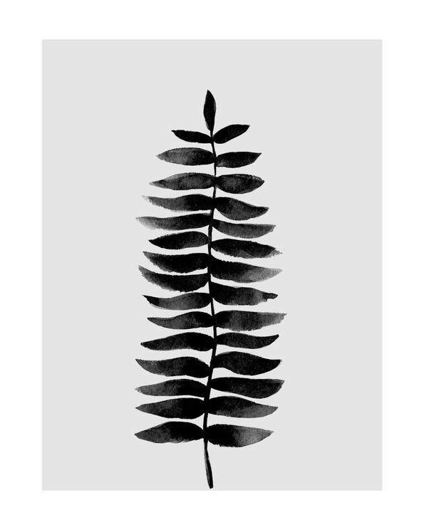 Black And White Fern