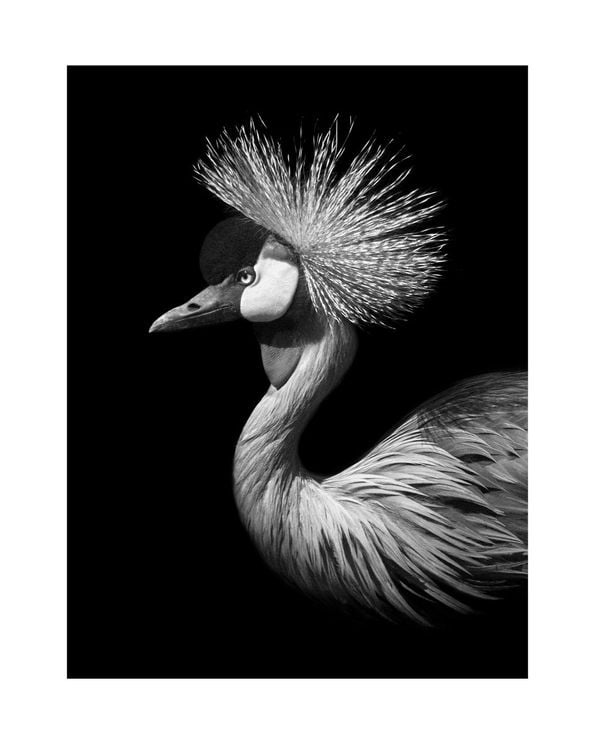 Black Crane