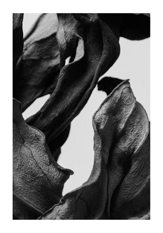 Black Dried Leaves