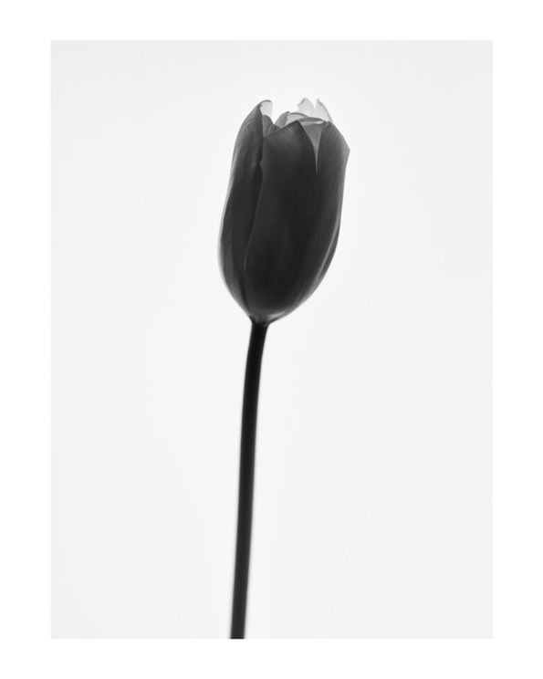 Black Tulip