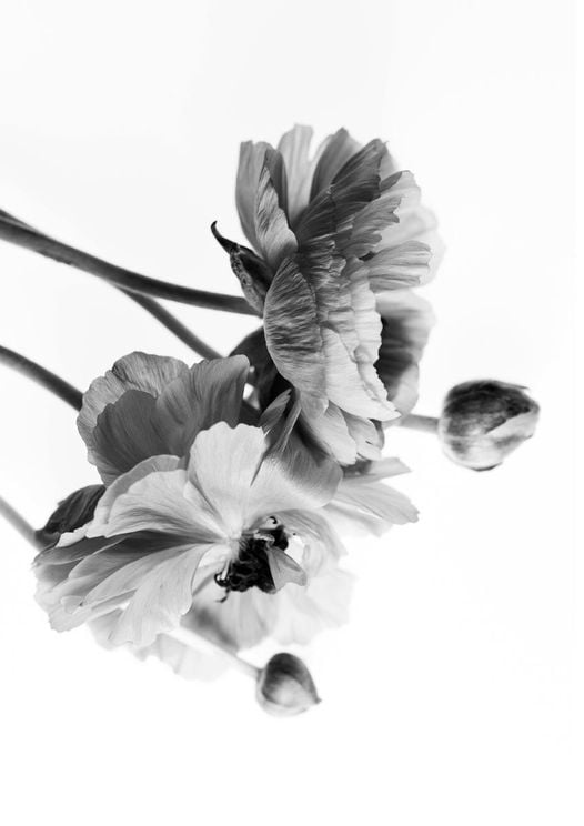 Blossom In BW