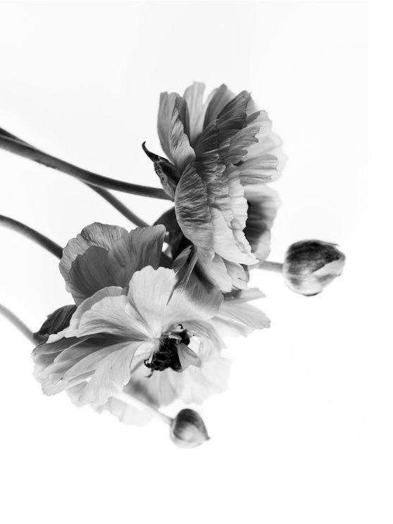 Blossom In BW