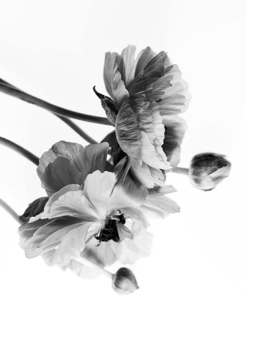 Blossom In BW