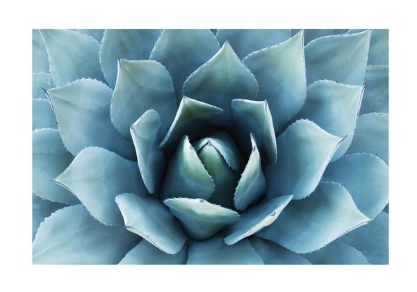 Blue Agave 2
