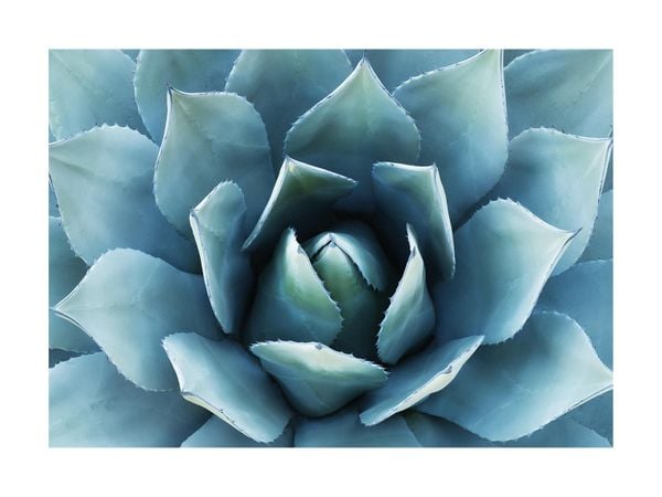 Blue Agave 2