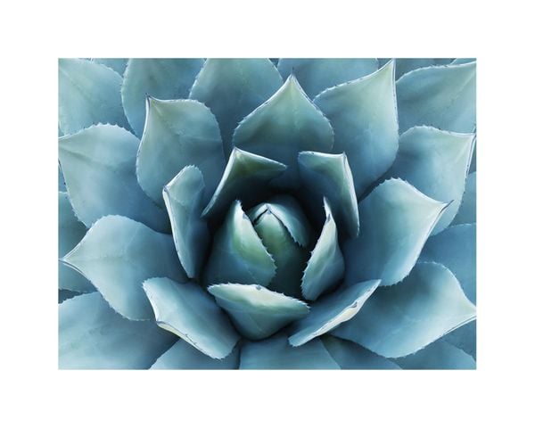 Blue Agave 2