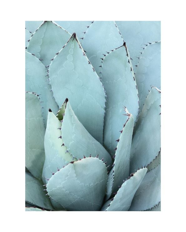 Blue Agave