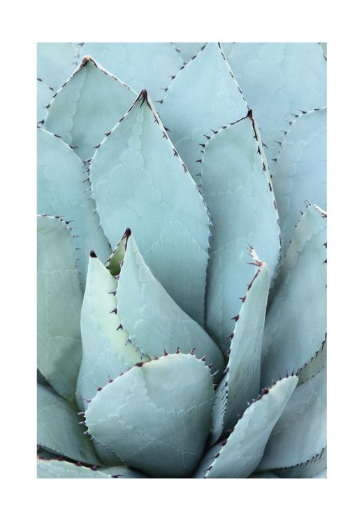 Blue Agave