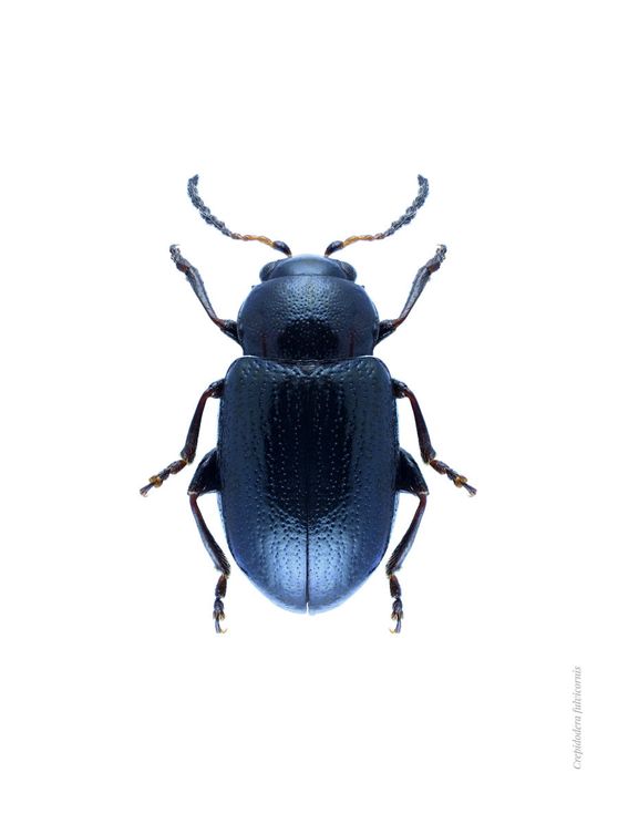 Blue Beetle
