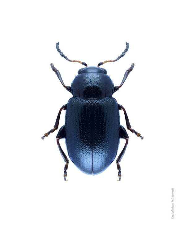 Blue Beetle