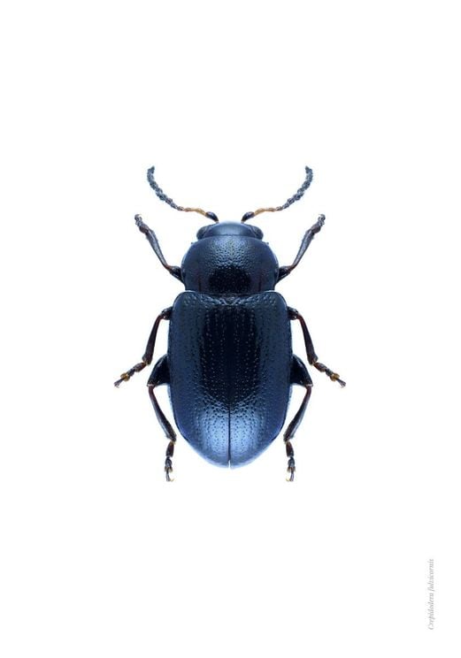 Blue Beetle