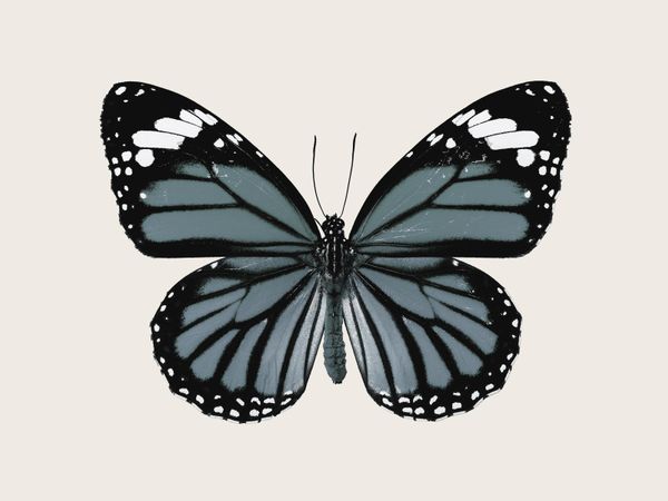 Blue Butterfly