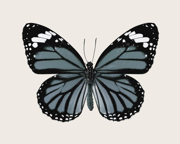 Blue Butterfly