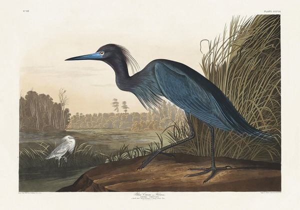 Blue Crane By John James Audubon